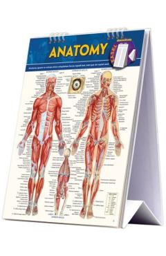 Anatomy Easel Book: A Quickstudy Reference Tool - Vincent Perez