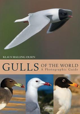 Gulls of the World: A Photographic Guide - Klaus Malling Olsen