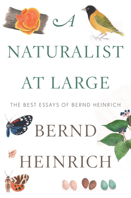 A Naturalist at Large: The Best Essays of Bernd Heinrich - Bernd Heinrich