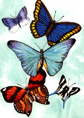 Butterfly Notebook - Sovak