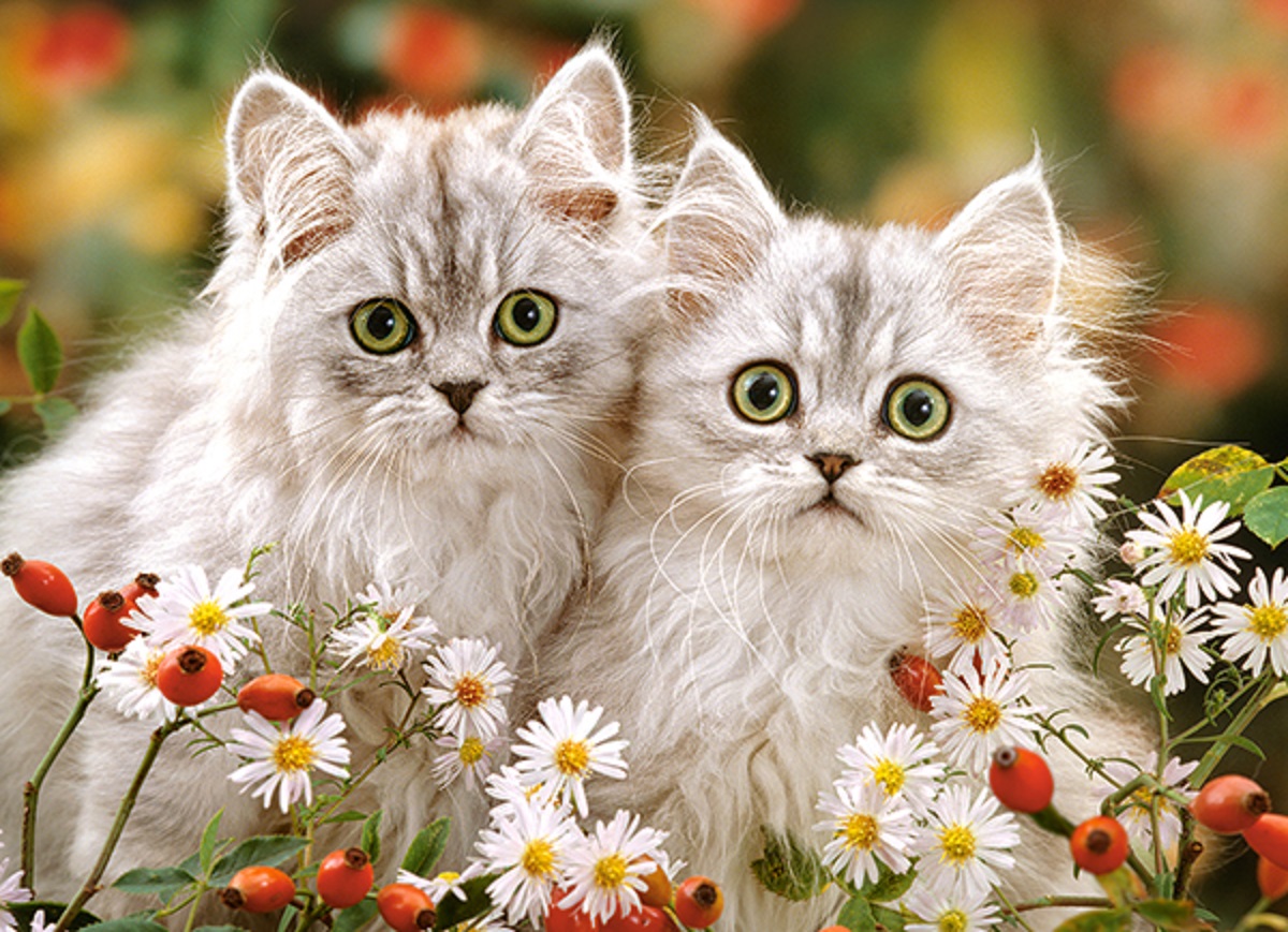 Puzzle 200. Persian Kittens