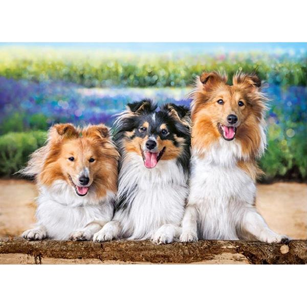 Puzzle 200. Shelties in the Lavender Garden