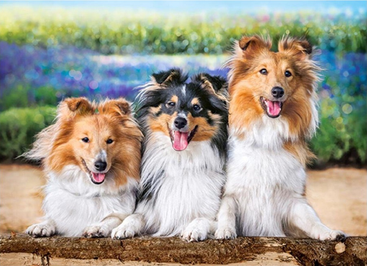 Puzzle 200. Shelties in the Lavender Garden
