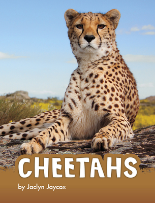 Cheetahs - Jaclyn Jaycox
