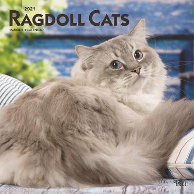 Ragdoll Cats 2021 Square - Browntrout