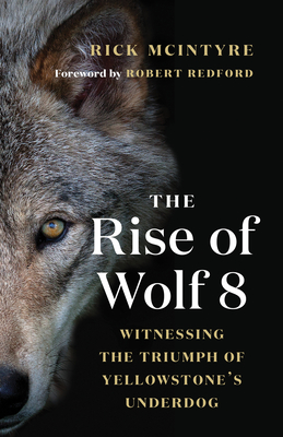 The Rise of Wolf 8: Witnessing the Triumph of Yellowstone's Underdog - Rick Mcintyre
