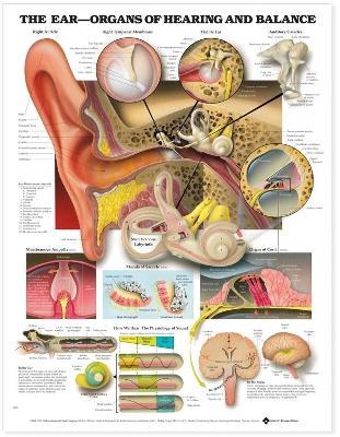 The Ear: Organs of Hearing and Balance Anatomical Chart - Anatomical Chart Company