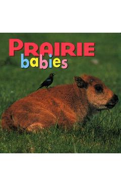Poza produsului Prairie Babies - Kristen Mccurry