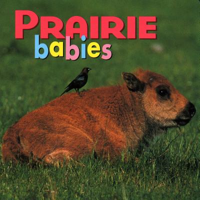 Prairie Babies - Kristen Mccurry