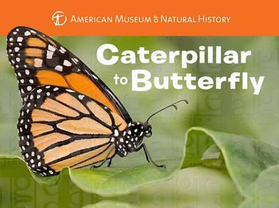 Caterpillar to Butterfly - American Museum Of Natural History