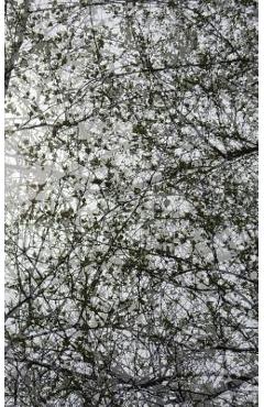 Coperta cărții 'Small Blank Journal 15 - Cynthia Staples'