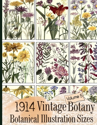 1914 Vintage Botany Botanical Illustration Sizes - C. Anders