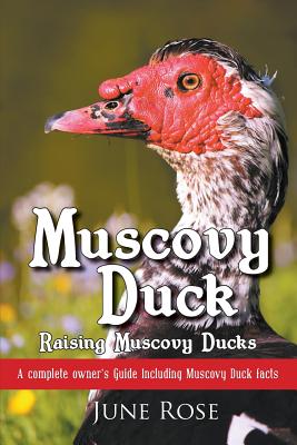 Muscovy Duck: Raising Muscovy Ducks - June Rose
