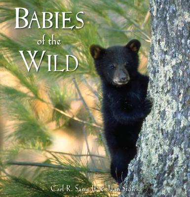 Babies of the Wild - Carl R. Sams