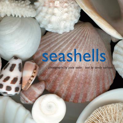 Seashells - Josie Iselin
