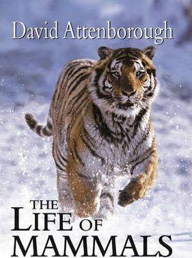The Life of Mammals - David Attenborough