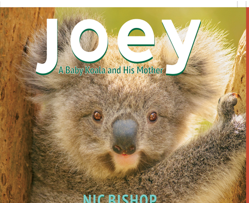 Joey: A Baby Koala and His Mother - Nic Bishop