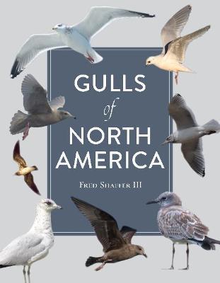 Gulls of North America - Fred Shaffer