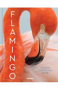 Coperta cărții 'Flamingo - Claudio Contreras Koob'