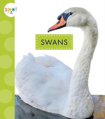 Swans - Lisa Amstutz