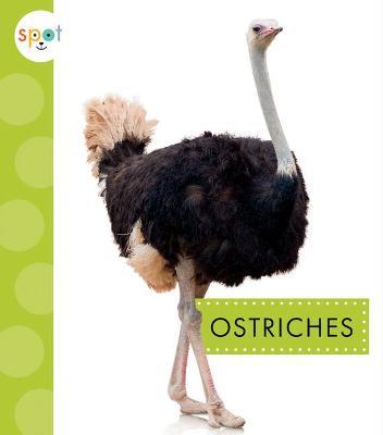Ostriches - Lisa Amstutz