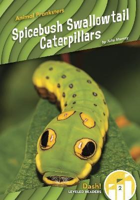 Spicebush Swallowtail Caterpillars - Julie Murray
