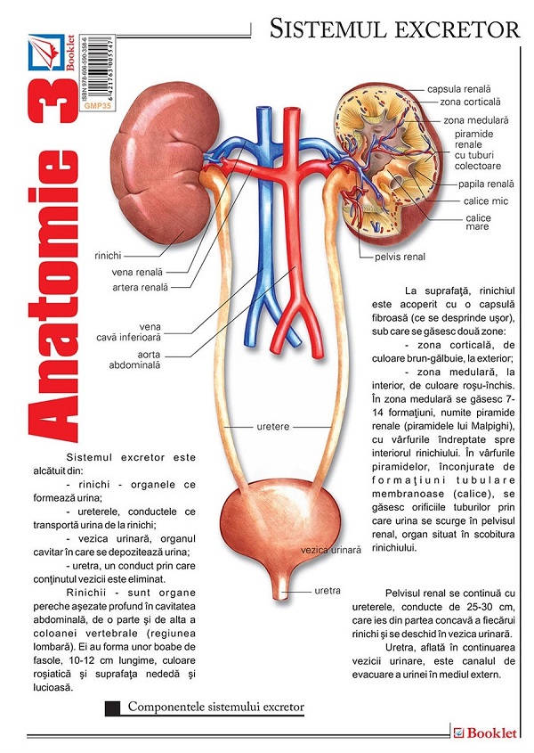 Plansa Anatomie 3