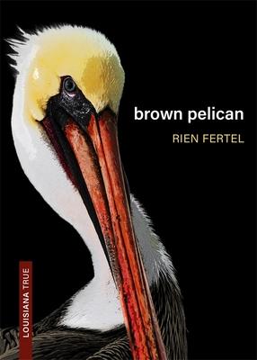 Brown Pelican - Rien Fertel