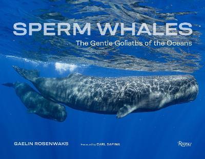 Sperm Whales: The Gentle Goliaths of the Ocean - Gaelin Rosenwaks