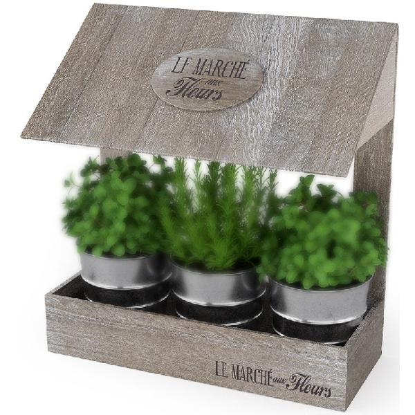 Set ghivece plante aromatice