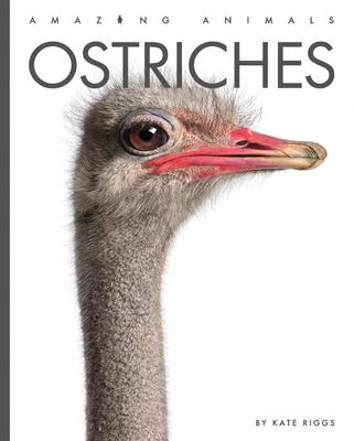 Ostriches - Kate Riggs