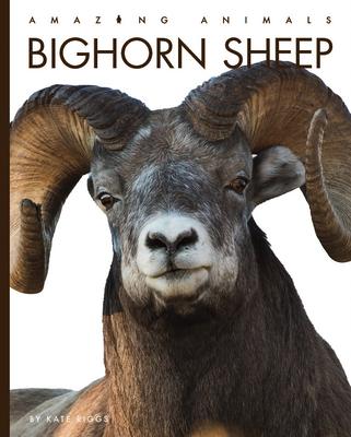 Bighorn Sheep - Kate Riggs