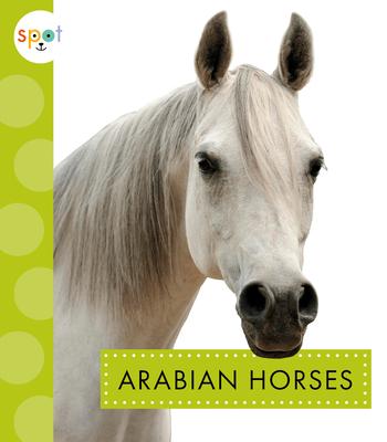 Arabian Horses - Alissa Thielges