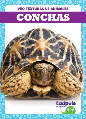 Conchas (Shells) - Jenna Lee Gleisner