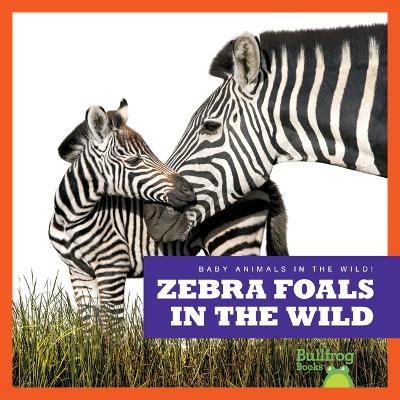 Zebra Foals in the Wild - Marie Brandle