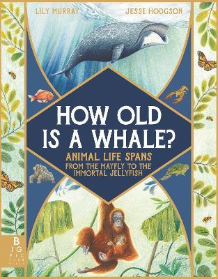 How Old Is a Whale?: Animal Life Spans from the Mayfly to the Immortal Jellyfish - Lily Murray