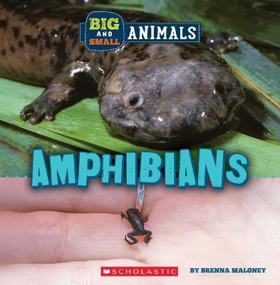 Big and Small: Amphibians (Wild World) - Brenna Maloney