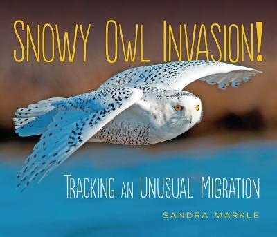 Snowy Owl Invasion!: Tracking an Unusual Migration - Sandra Markle