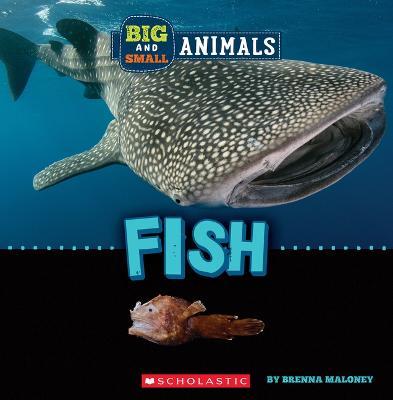 Fish (Wild World: Big and Small Animals) - Brenna Maloney