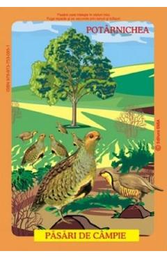 Poza produsului Planse: Pasari din fauna romaniei care traiesc la campie - Olivia Cimpean, Istina Mirescu