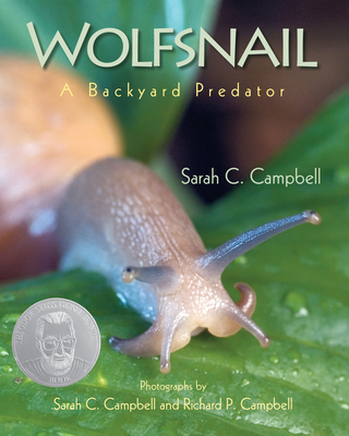 Wolfsnail: A Backyard Predator - Sarah C. Campbell