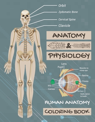 Anatomy & Physiology: Human Anatomy Coloring Book: Human Body Coloring Book, The Anatomy Of Coloring Book. - Dascity Puzzles