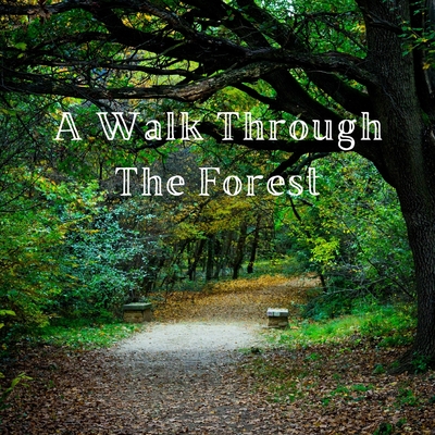 A Walk Through the Forest: A Beautiful Nature Picture Book for Seniors With Alzheimer's or Dementia. This Makes a Wonderful Gift for an Elderly P - A Bee's Life Press