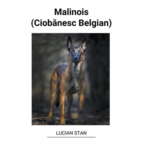 Malinois (Ciobanesc Belgian) - Lucian Stan