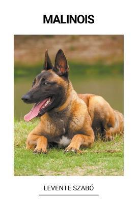 Malinois - Levente Szabó