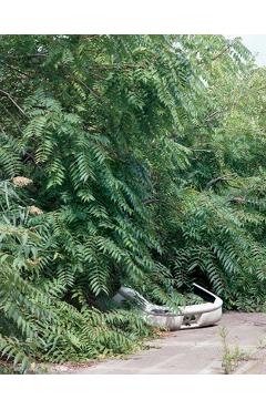 Coperta cărții 'Franziska Klose: Detroit: Field Notes from a Wild City - Franziska Klose'