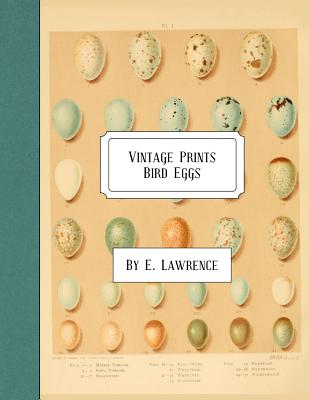 Vintage Prints: Bird Eggs - E. Lawrence