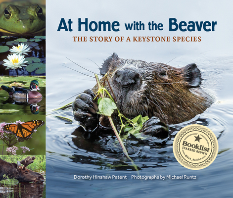 At Home with the Beaver: A Story of a Keystone Species - Dorothy Hinshaw Patent