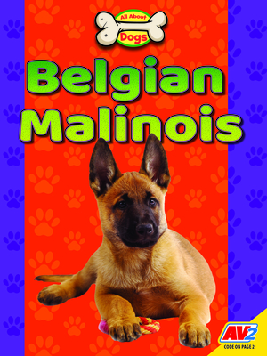 Belgian Malinois - Katie Gillespie