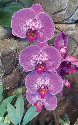 Coperta cărții 'Hot Pink Orchid Journal - Ns Journals'
